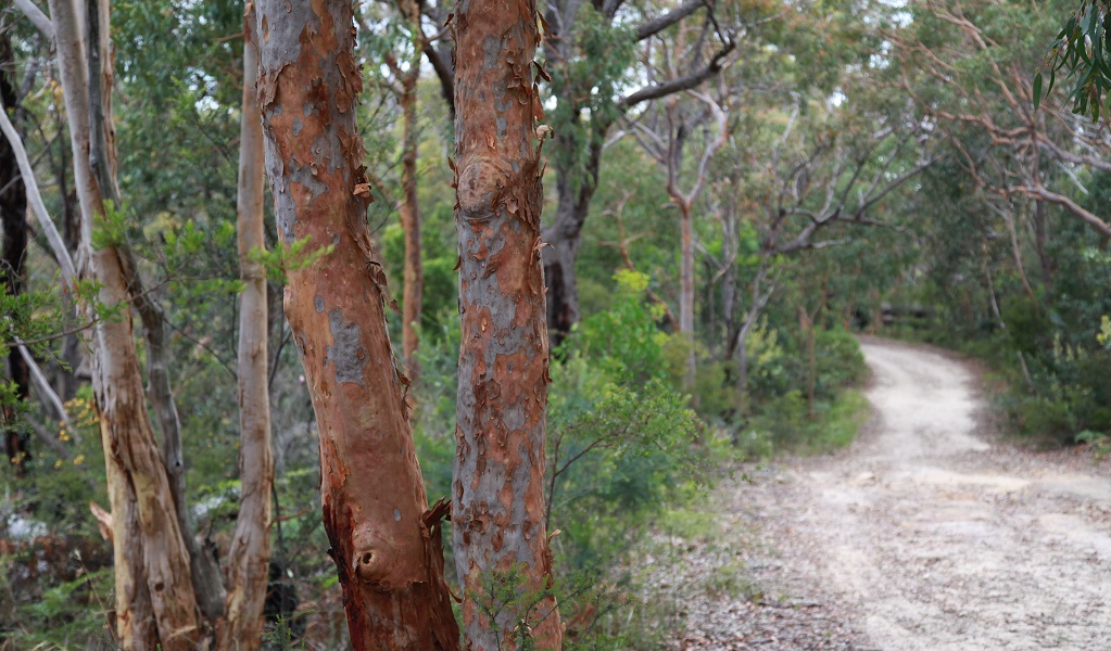 Bungoona path, a wheelchair-accessible track, Royal National Park. Photo: Andrew Richards/DCCEEW &copy; DCCEEW