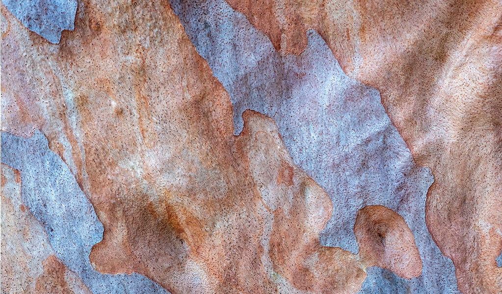 An artist's photograph of bark textures, from the art exhibition at Blue Mountains Heritage Centre. Credit: Gemma Deavin &copy; DCCEEW and Blue Mountains Heritage Centre