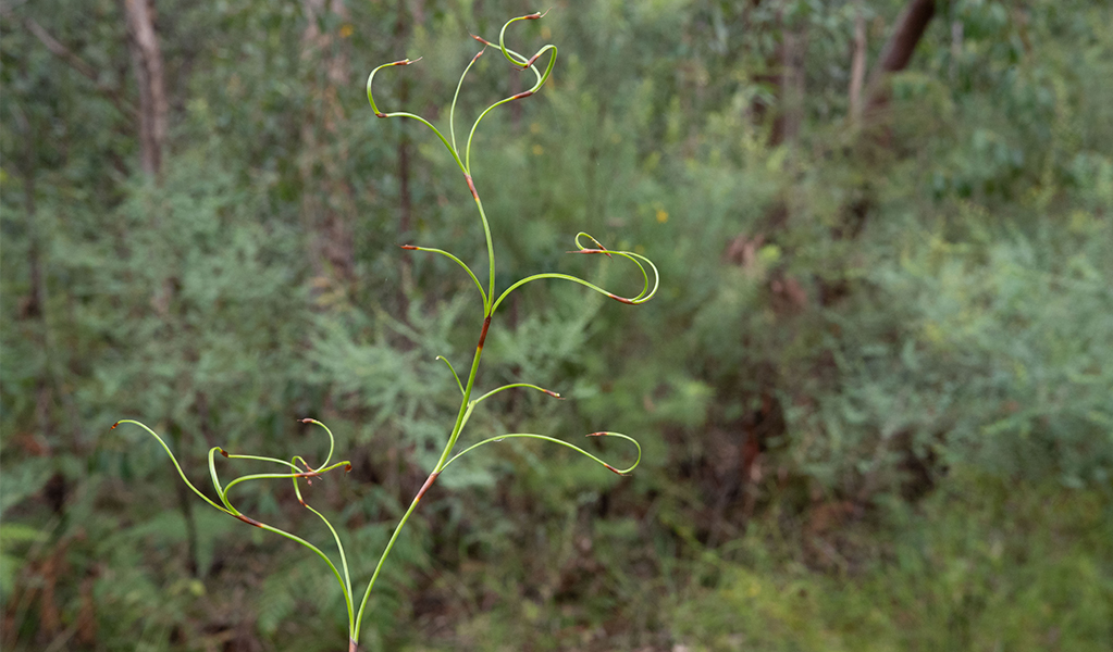 An artist's photograph of bush scrub, from the art exhibition at Blue Mountains Heritage Centre. Credit: Gemma Deavin &copy; DCCEEW and Blue Mountains Heritage Centre