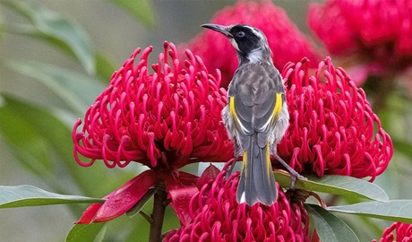 New Holland honeyeater sitting among waratah blooms in Blue Mountains National Park. Credit: Warren Hinder &copy; DCCEEW and Blue Mountains Heritage Centre