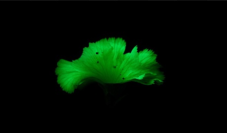 Close up of a glowing green ghost fungus in Glenrock State Conservation Area. Credit: Karen Livesey &copy; Glenrock Ghost Fungus Tours