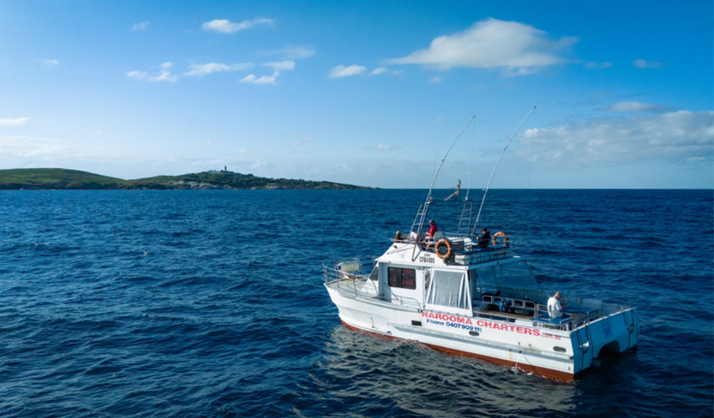 A Narooma Charters tour boat cruising to Barunguba Montague Island. Credit: Eddy Midgey &copy; Narooma Charters