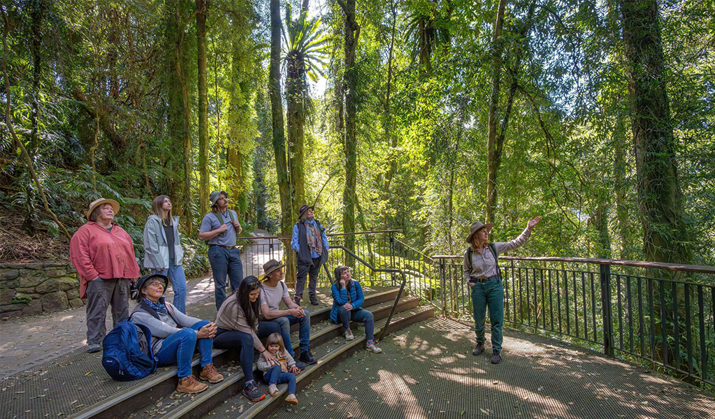 A tour group at a rainforest lookout with a NPWS ranger in Dorrigo National Park. Credit: John Spencer &copy; DCCEEW