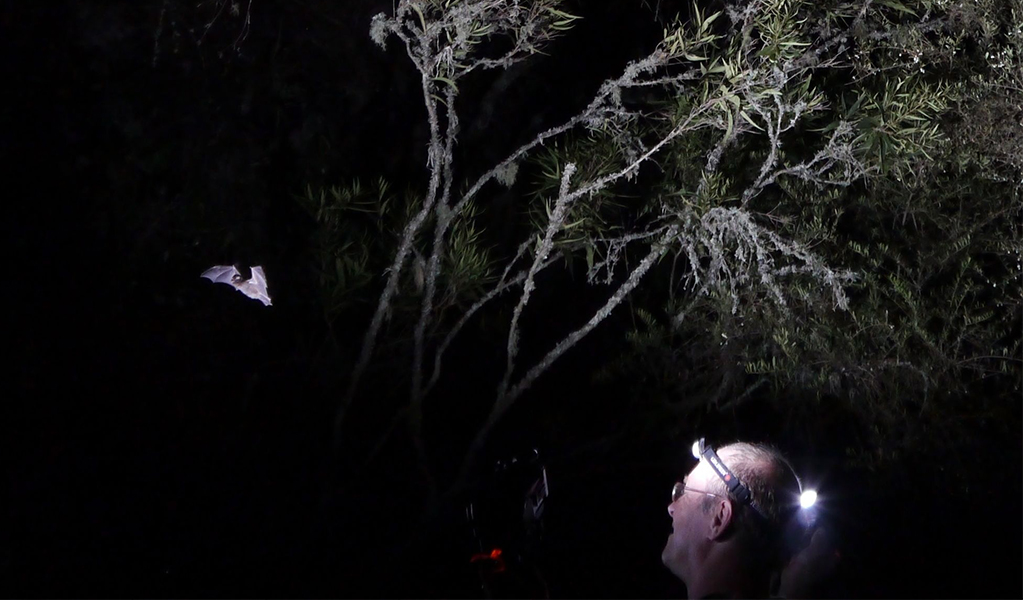 Person wearing a headtorch spotting a bat on an after dark tour in Dorrigo National Park. Credit: Doug Mills &copy; OEH