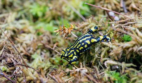 A black-and-yellow-striped southern corroboree frog jumping through undergrowth. Credit: John Spencer/DCCEEW &copy; OEH