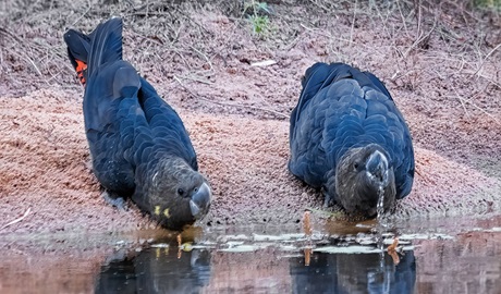 Two glossy black cockatoos drink at the edge of the water. Credit: John Hansen/DCCEEW &copy; DCCEEW