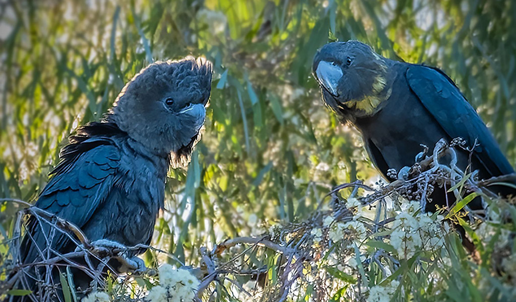 Two glossies at rest, perching on a branch and surrounded by lush green leaves. Credit: John Hansen/DCCEEW &copy; DCCEEW
