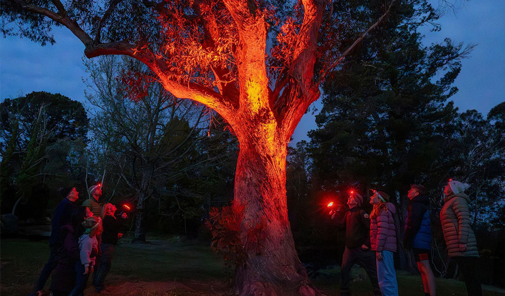An after-dark tour group spotlighting a tree looking for nocturnal animals on a Hill End Historic Site spotlight tour. Credit: John Spencer &copy; DCCEEW
