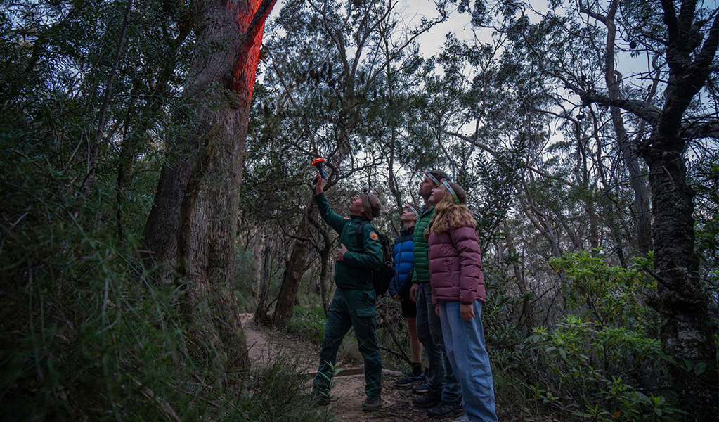 Visitors and a Discovery ranger looking into the tree canopy with torches on a Hill End Historic Site spotlight tour. Credit: John Spencer &copy; DCCEEW