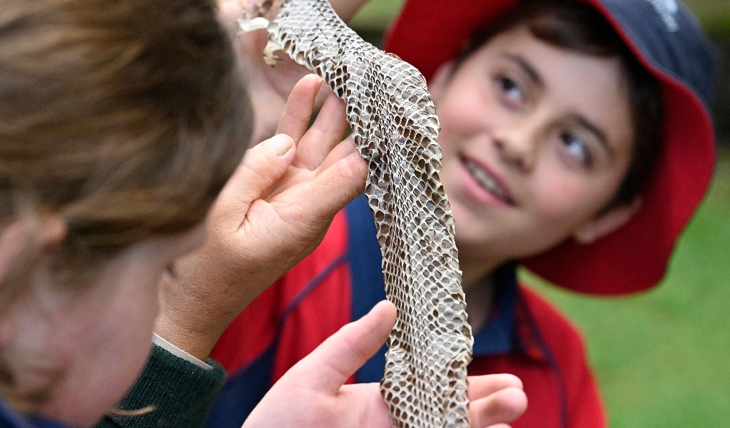 Children looking at a shed snakeskin with a park ranger on Royal National Park Junior Ranger guided tour. Credit: Adam Hollingworth &copy; DPE