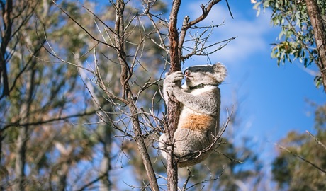 Koala clinging to tree branch, Copeland Tops State Conservation Area. Credit: Alex Pike © DPE
