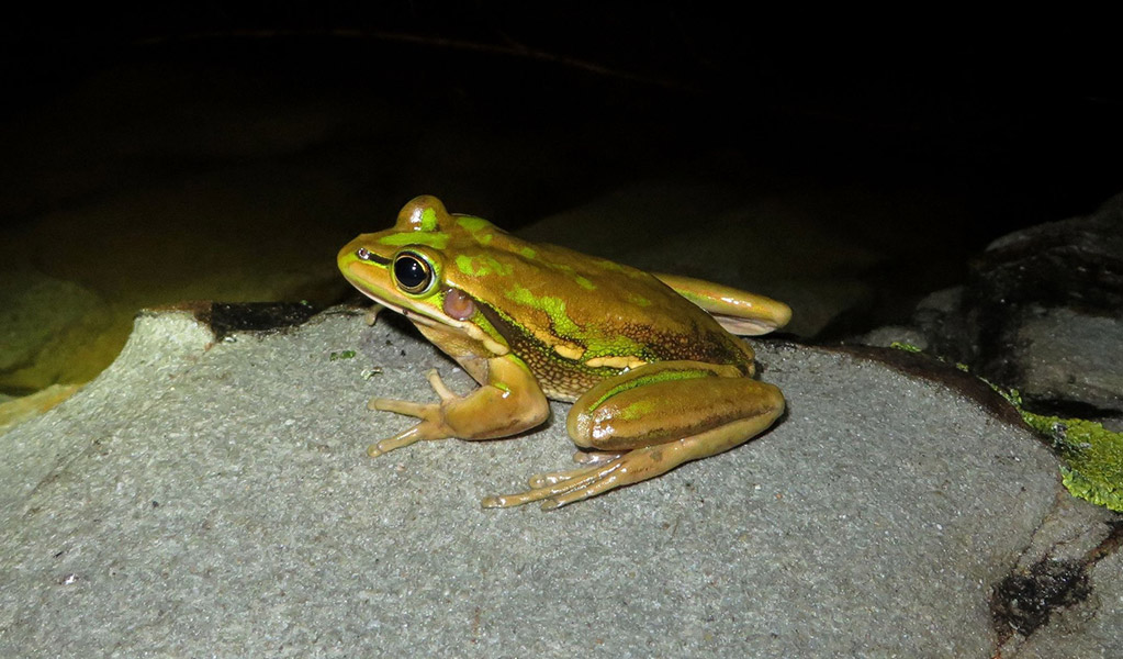 A green and golden bell frog resting on a rock at night. Credit: Dean Portelli/DCCEEW &copy; DCCEEW