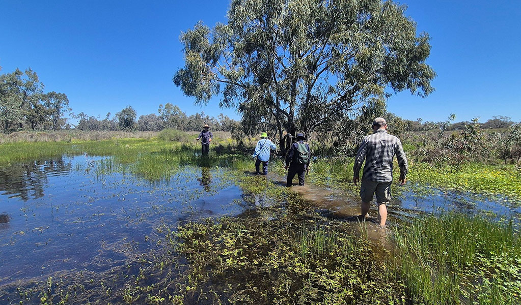 People on a guided tour wading through Macquarie Marshes Nature Reserve. Credit: Bron Powell &copy; DCCEEW