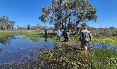 People on a guided tour wading through Macquarie Marshes Nature Reserve. Credit: Bron Powell &copy; DCCEEW