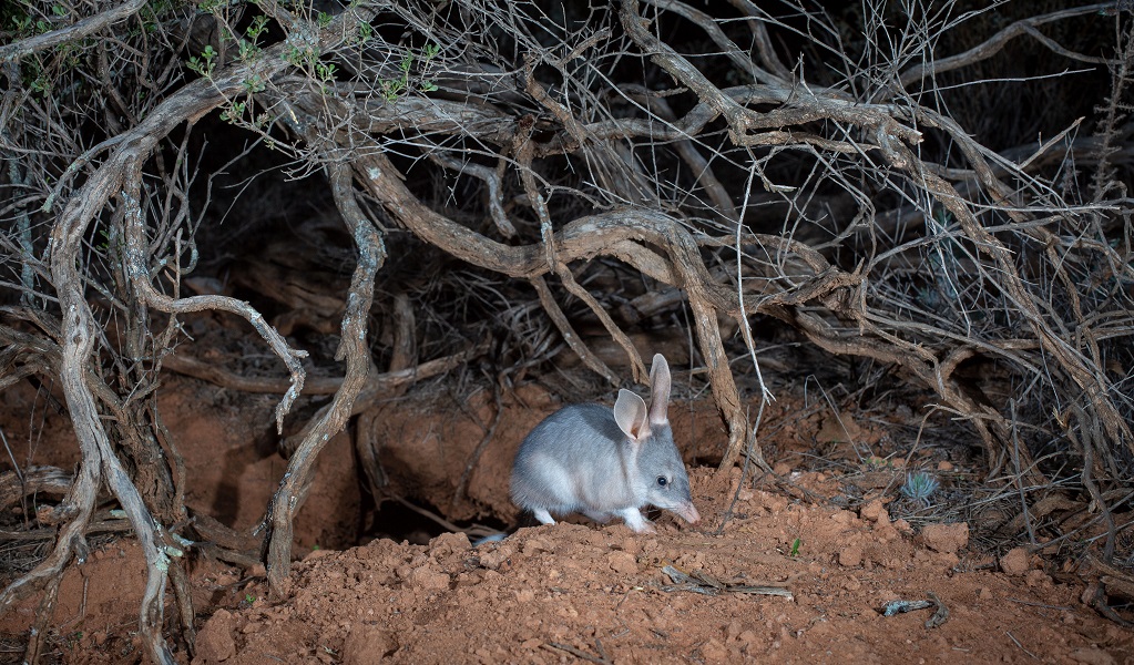 Young bilby at the entrance of its burrow. Credit: Brad Leue/Australian Wildlife Conservancy &copy; the photographer/AWC