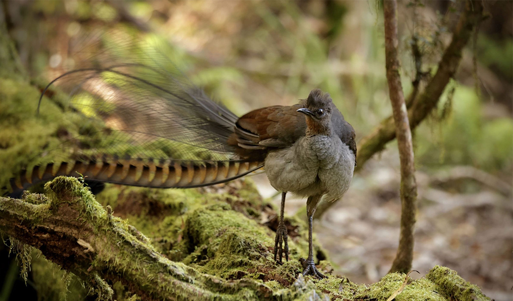 A lyrebird walking through Minnamurra Rainforest in Budderoo National Park. Credit: Alissa Cook &copy; DCCEEW