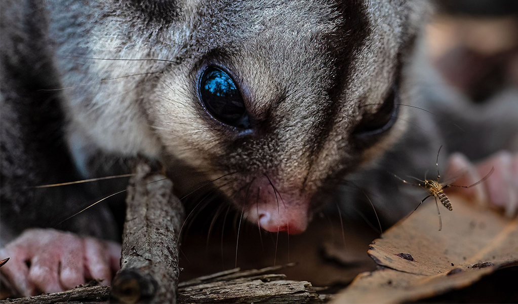 A sugar glider looking at bug in Minnamurra Rainforest in Budderoo National Park. Credit &copy; Rob Smith/DCCEEW