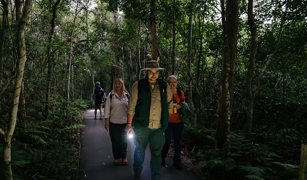 Discovery ranger holding a torch and a tour group in Minnamurra Rainforest on an after dark walk. Credit &copy; Zain Kruyer/DCCEEW
