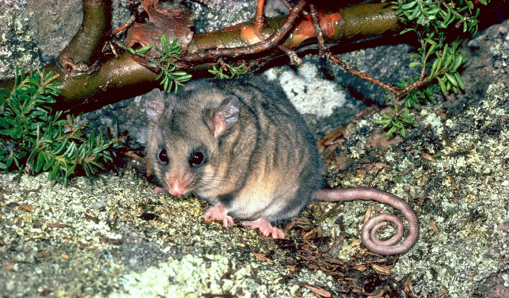 A rare mountain pygmy possum in Kosciuszko National Park. Credit: Linda Broome &copy; Linda Broome/DCCEEW