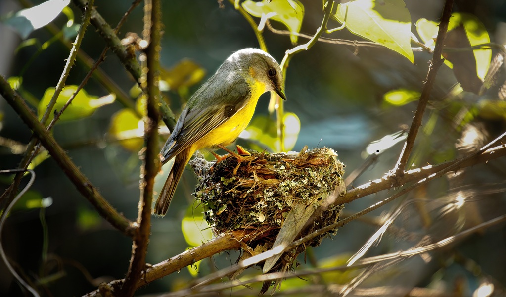 Eastern yellow robin at nest in the sunlit rainforest, Dorrigo National Park. Credit: Andrew Turbill/DCCEEW &copy; DCCEEW