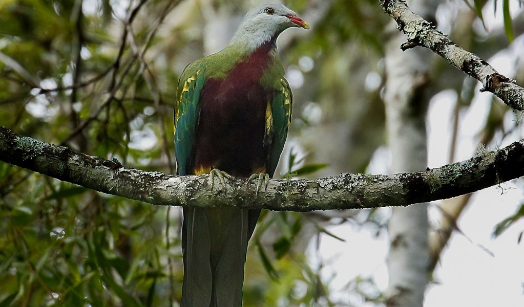 Wompoo fruit-dove perched on a branch, showing its jewel-coloured breast, belly and wings, Dorrigo National Park. Credit: Andrew Turbill/DCCEEW &copy; DCCEEW