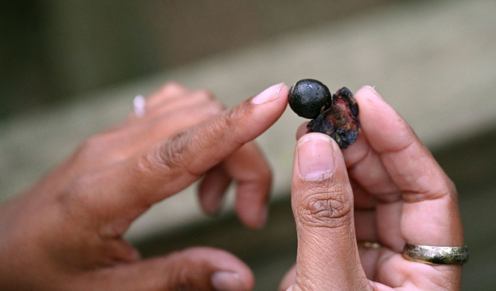 A native berry being shown on an Aboriginal ranger-guided tour in Sea Acres National Park. Credit: Adam Hollingworth &copy; DPE