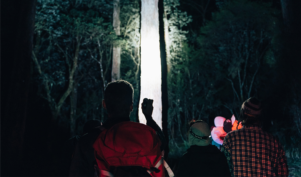 A group looking at a single tree lit up by torchlight on a spotlight tour. Credit: Jay Black/DCCEEW &copy; DCCEEW