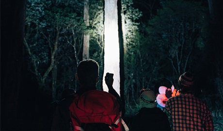 A group looking at a single tree lit up by torchlight on a spotlight tour. Credit: Jay Black/DCCEEW &copy; DCCEEW