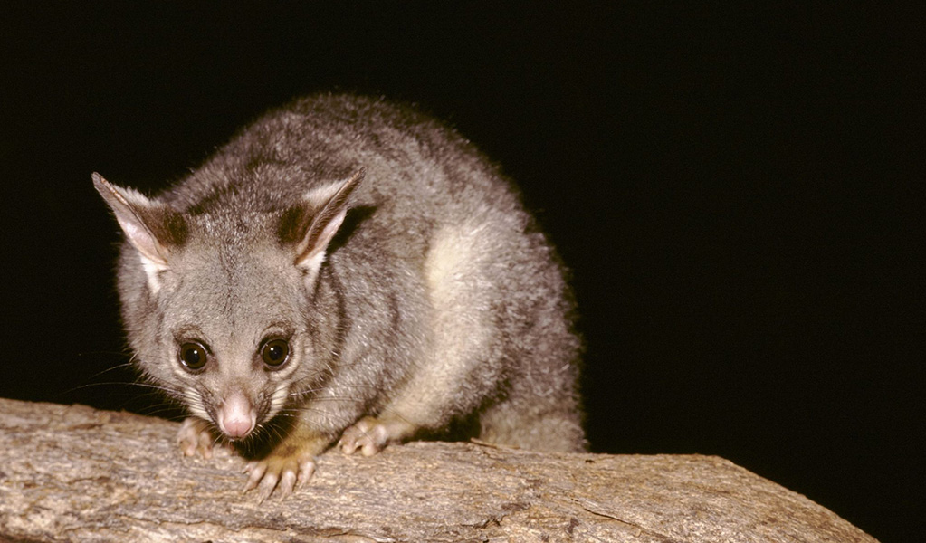 A brush-tail possum on a branch at night time. Credit: Ken Stepnell/DCCEEW &copy; DCCEEW