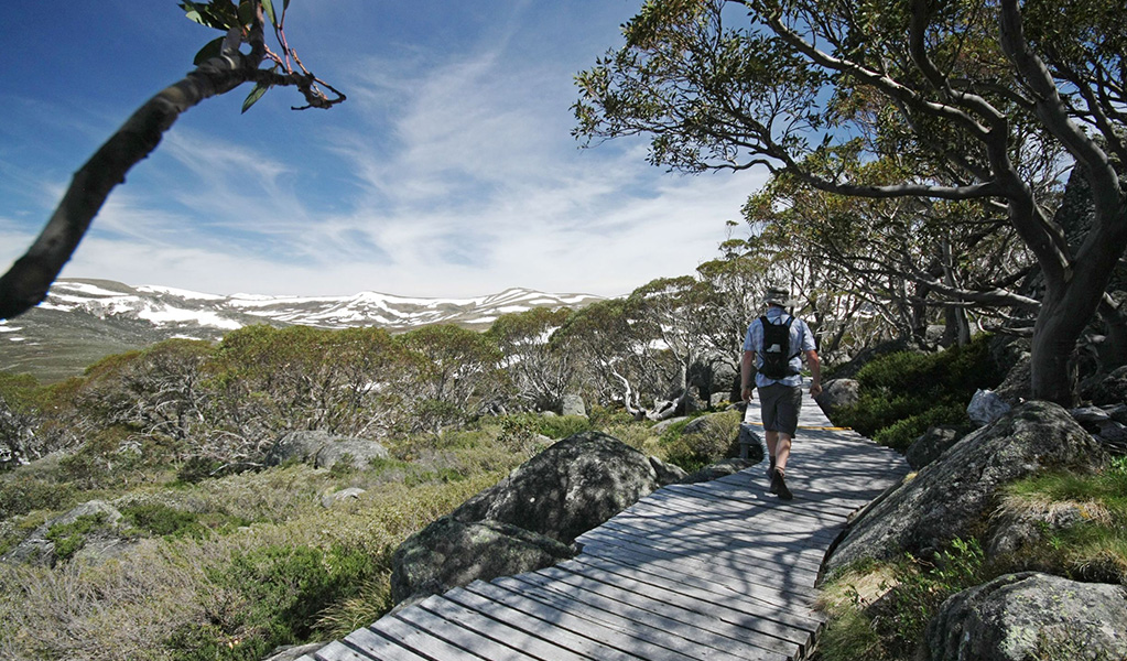 A person walking along the Snow Gums boardwalk, looking out over snow-capped mountains at Charlotte Pass in Kosciuszko National Park. Credit: E Sheargold/DCCEEW &copy; OEH