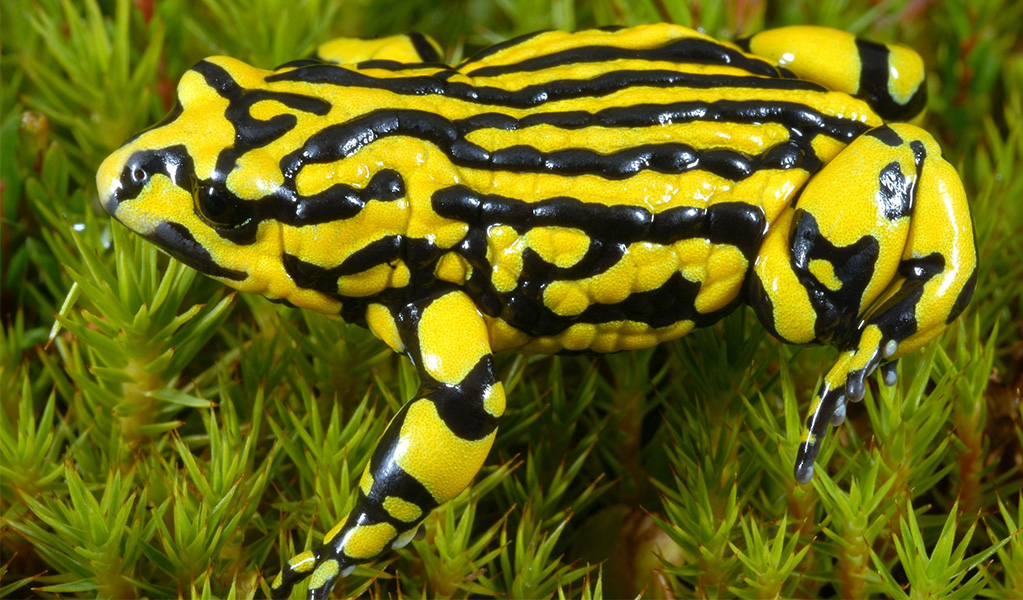 A black-and-yellow-striped southern corroboree frog, found only in Kosciuszko National Park. Credit &copy; David Hunter/DCCEEW