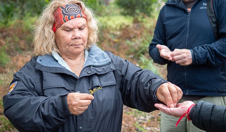 A NPWS Aboriginal ranger showing people bush tucker on a guided tour. Credit &copy; Jessica Taunton/DCCEEW