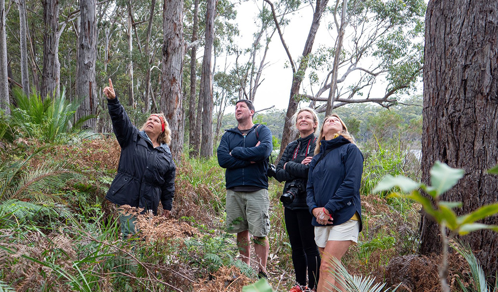 A NPWS Aboriginal ranger showing people through the bush on a guided tour. Credit &copy; Jessica Taunton/DCCEEW