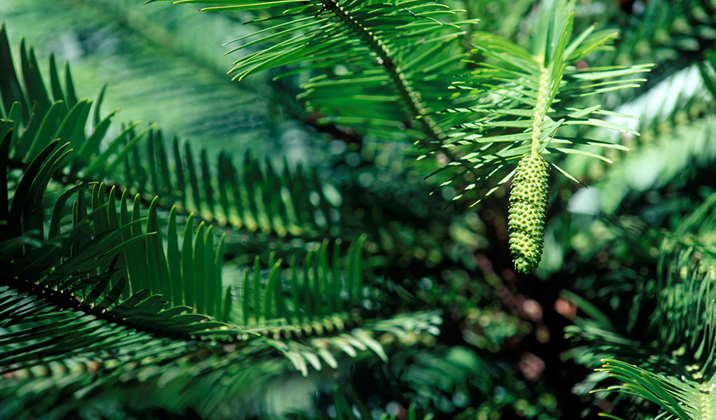 A close-up of a Wollemi pinecone. Credit &copy; Jaime Plaza/Botanic Gardens Trust