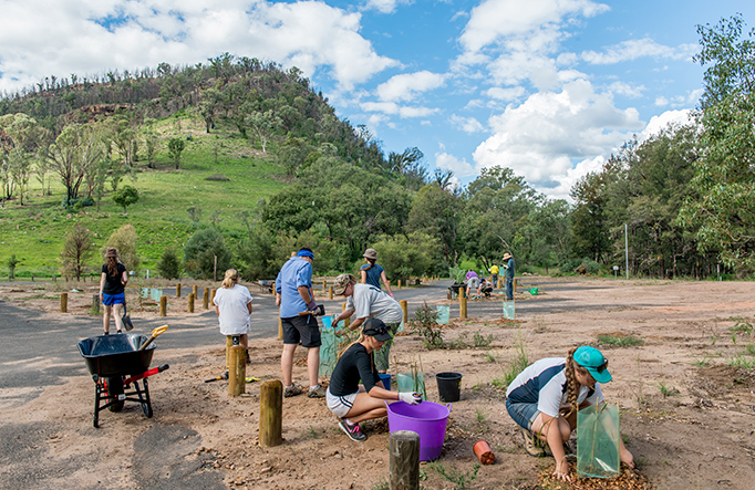 Tree planting at Warrumbungle National Park. Photo: John Spencer