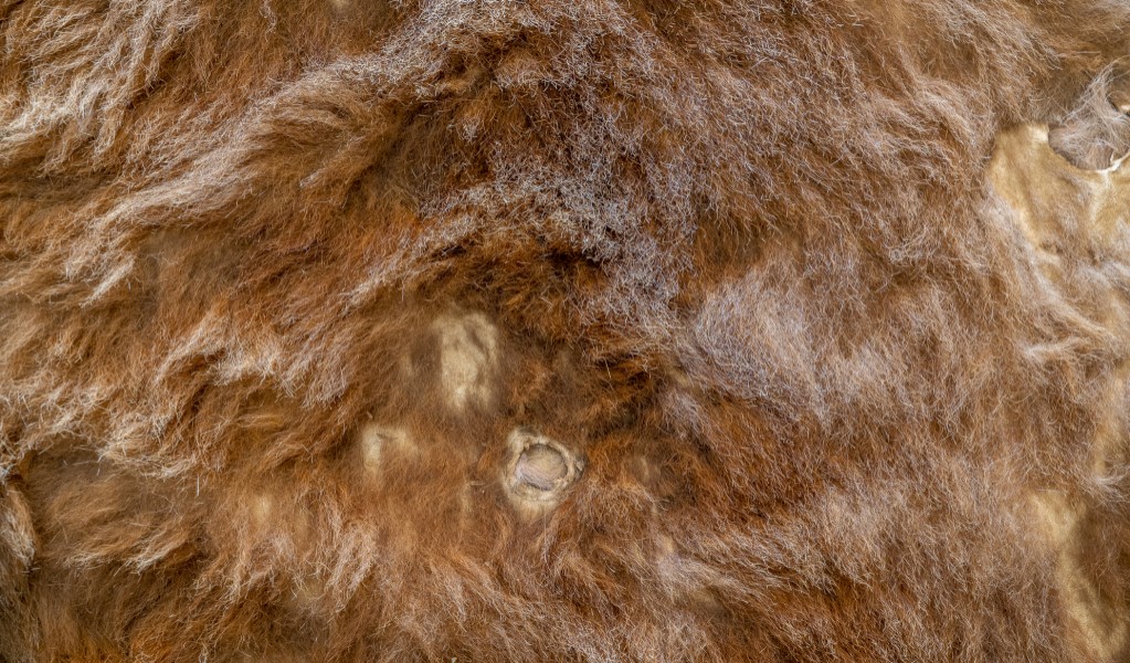 A kangaroo pelt with close-up of bullet holes in Craigmoor House. Photo: John Spencer &copy; DPE