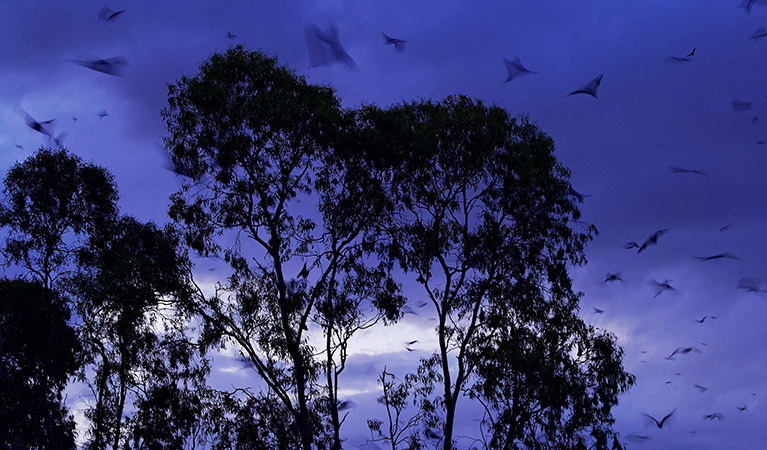 SIlhouette of trees and gre-headed flying-fox bats flying out at dusk. Photo: Martin Pelanek/Shutterstock.com