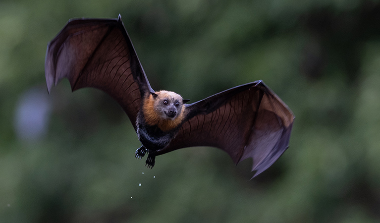 A grey-headed flying-fox flying with blurred green forest in the background. Photo: Nick Edards &copy; Nick Edards