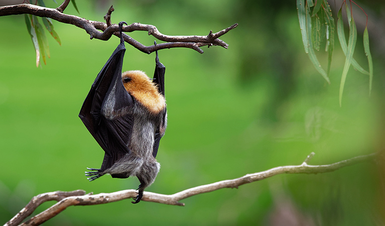 View from behind of an inverted grey-headed flying-fox 'standing' on a tree branch. Photo: &copy; istock.com/phototrip