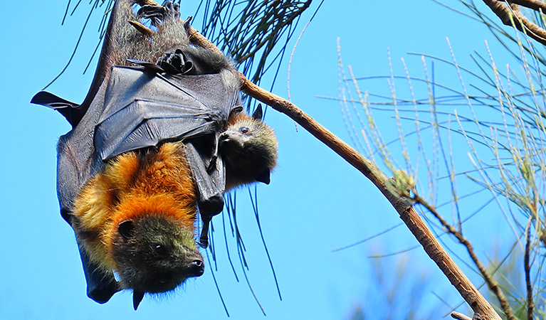 Close up of a female grey-headed flying fox hanging from a tree branch while holding its pup. Photo: Matthew Mo &copy; Matthew Mo