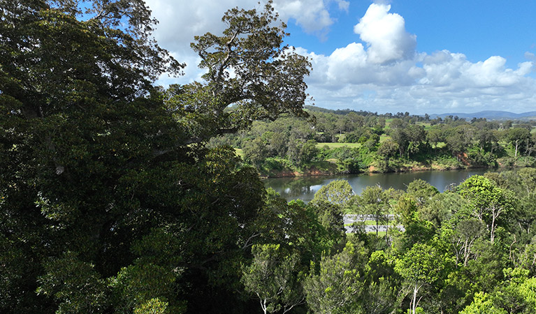 Drone aerial view from Wingham Brush Nature Reserve looking past trees towards the Wingham River. Photo: &copy; DCCEEW