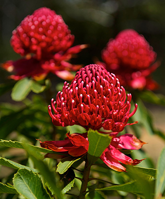 Waratah flower in bloom in a national park. Photo: Stuart Cohen &copy: DPIE