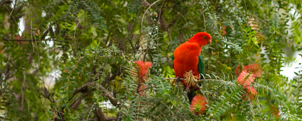 Australian king parrot (Alisterus scapularis) feeding on bottlebrush flowers. Image &copy; Rosie Nicolai