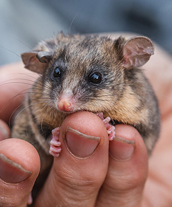 A mountain pygmy-possum clings to a person's hand, Kosciuszko National Park. Photo: Alex Pike &copy; DPE