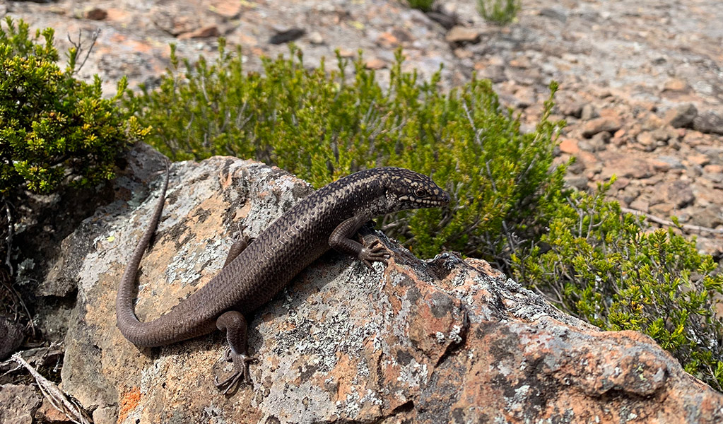 A Mount Kaputar skink suns itself on rocks in Mount Kaputar National Park. Photo: Jodi Rowley &copy; Jodi Rowley