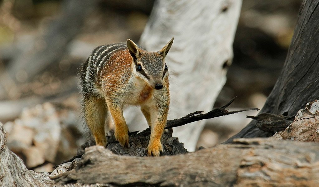 A marsupial numbat, also known as the banded anteater or Walpurti. Photo credit Wayne Lawler/AWC &copy; Australian Wildlife Conservancy