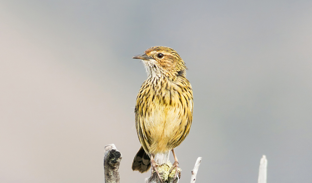 A striated fieldwren perches on a dead tree branch. Photo: Lachlan Hall &copy; Lachlan Hall