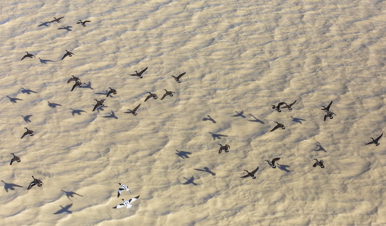 Wetland birds fly over Caryapundy Swamp, Narriearra Caryapundy Swamp National Park. Photo: Joshua Smith &copy;DPE