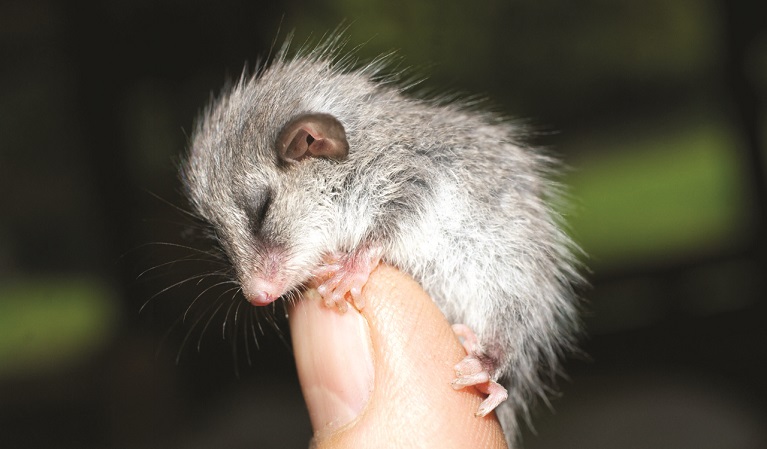 Sleeping pygmy possum clutching tightly on to finger. Photo: Janet Mayer &copy;  Janet Mayer