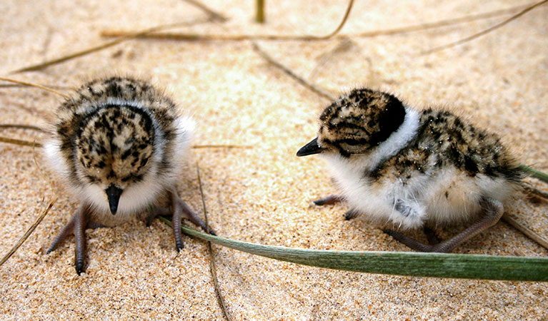 Close up of two hooded plover chicks on a sandy beach. Photo: Jodie Dunn &copy; Jodie Dunn